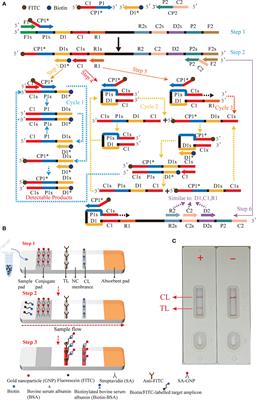 Multiple cross displacement amplification combined with nanoparticle-based lateral flow biosensor for rapid and sensitive detection of Epstein-Barr virus